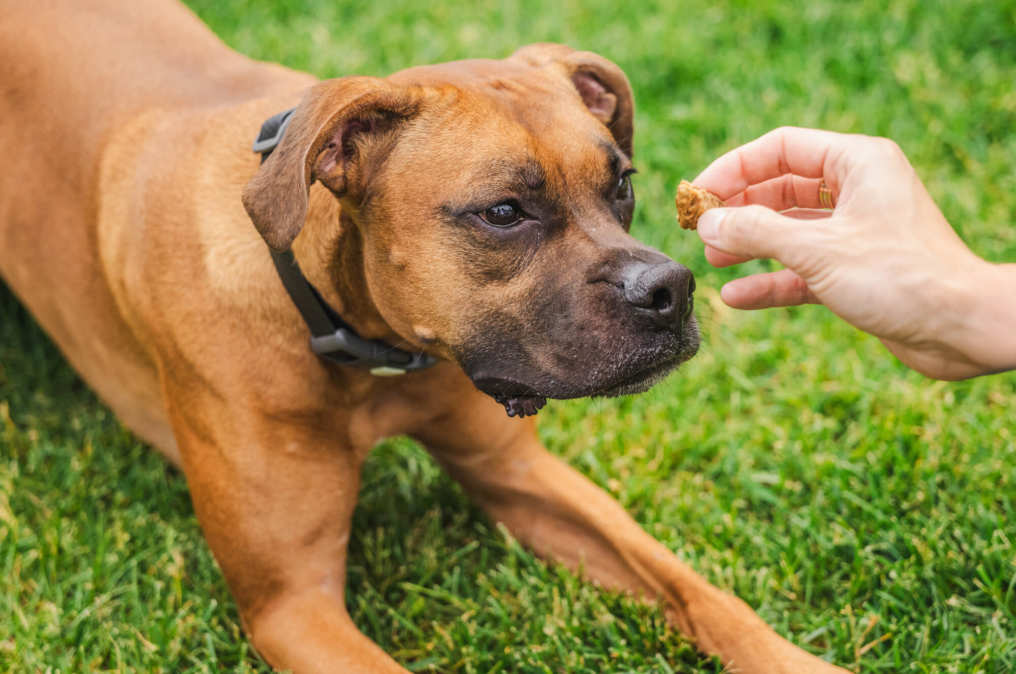 ボクサーの飼い方のコツ